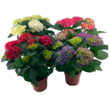 Kamer hortensia 7 kop